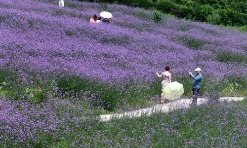 上海周边二日游有哪些路线值得推荐？