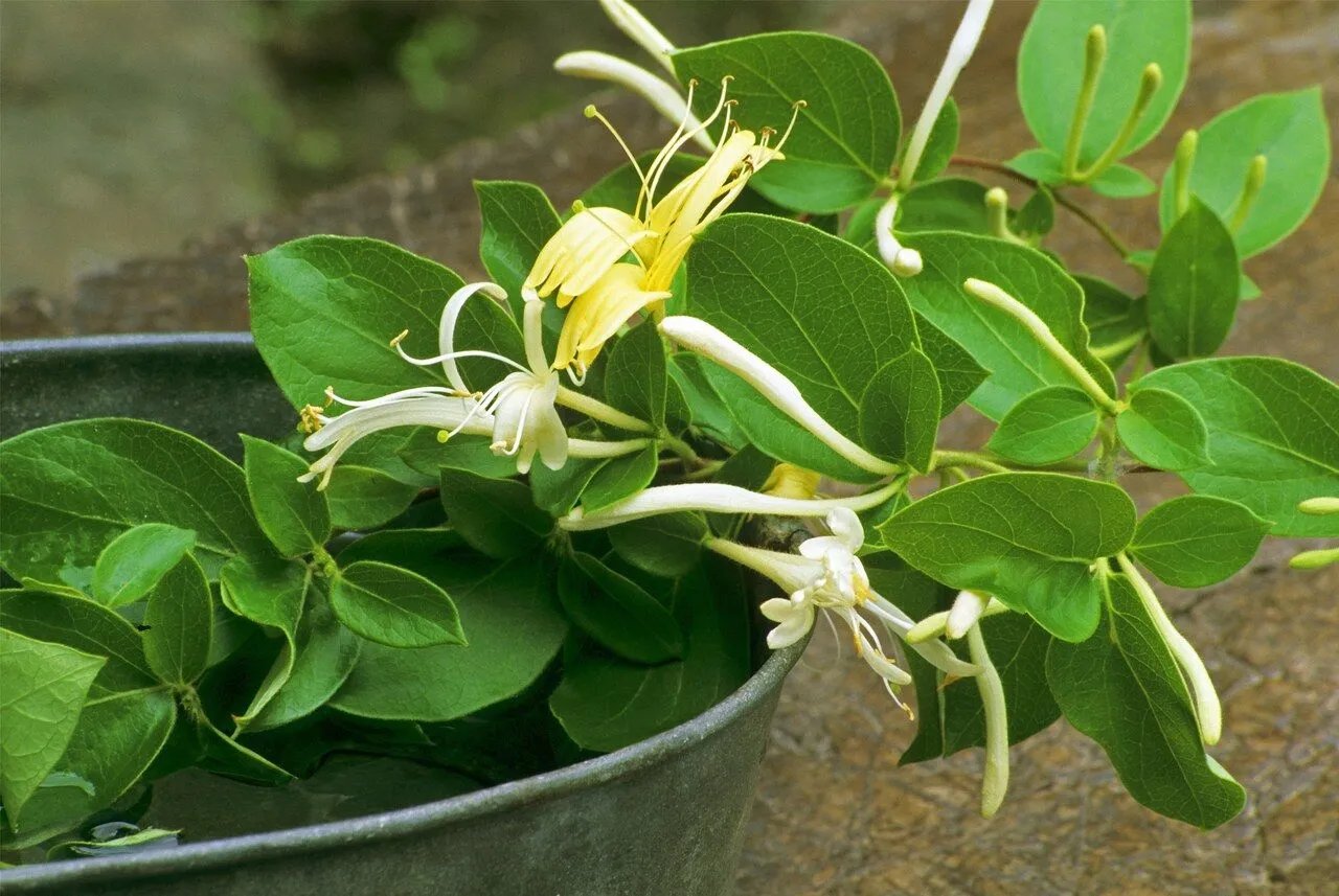 金银花对新冠病毒有效吗