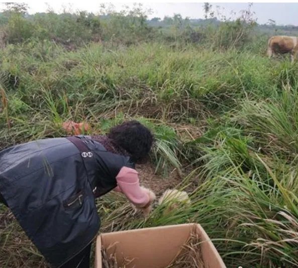 村民捡到5只小萌物为什么又放回原处了？
