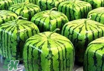 方形西瓜多少钱一斤2017？ 方形西瓜模具一个多少钱