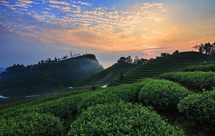 耀舜金叶茶哪里有卖？