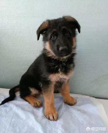 德国牧羊犬幼犬多少钱一只？