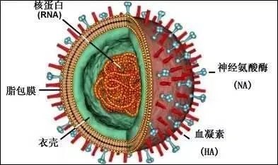 澳大利亚爆发H7N7禽流感，夏天禽流感能大范围传播吗？