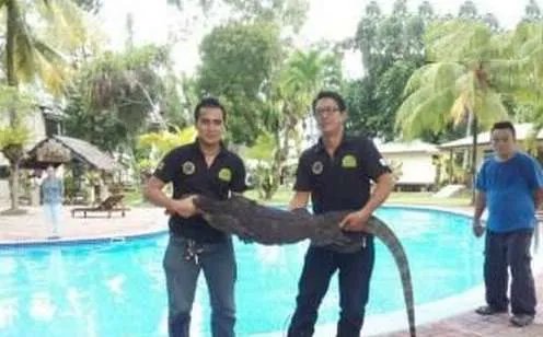 世界上最大的壁虎——2.3米大壁虎