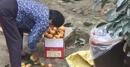 母亲摘140斤柿子送儿子返程，这是一种怎样的母爱？