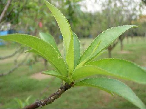 “桃叶像什么”怎么造比喻句？