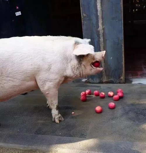 14岁的猪坚强已瘦骨嶙峋，你知道猪坚强是谁吗？