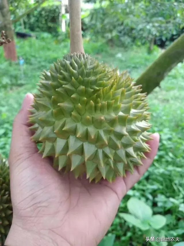 越南什么时候可以入境中国