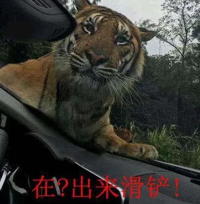 滑铲杀虎表情包大全