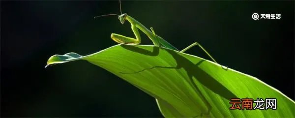 螳螂肚子里的虫子是什么 螳螂肚子里的虫子是什么虫