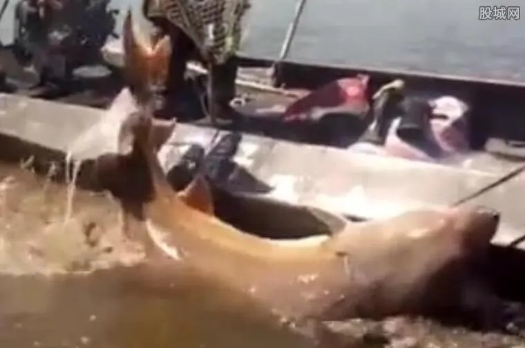 渔民捕1028斤鳇鱼 大鳇鱼价格20万左右