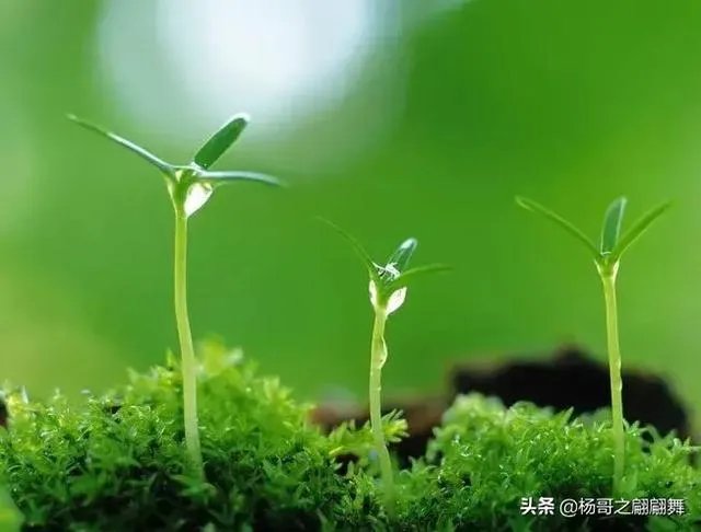 自媒体优质文章的标准是什么？