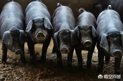 如何处理畜禽粪便？