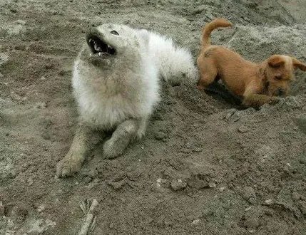 如何看待萨摩耶派出所报案这件事情？