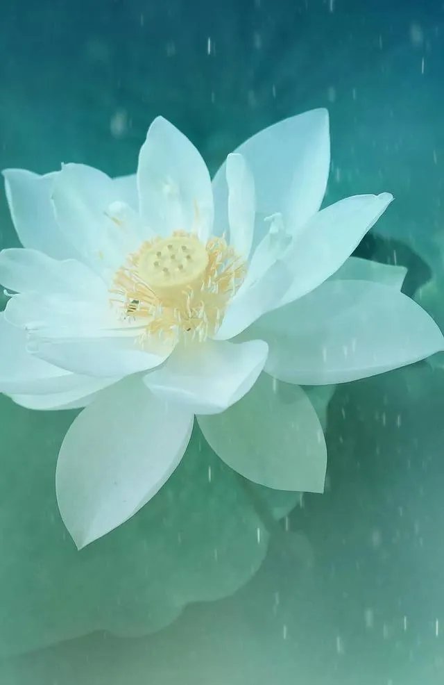 好看的锁屏壁纸有可以分享的吗？