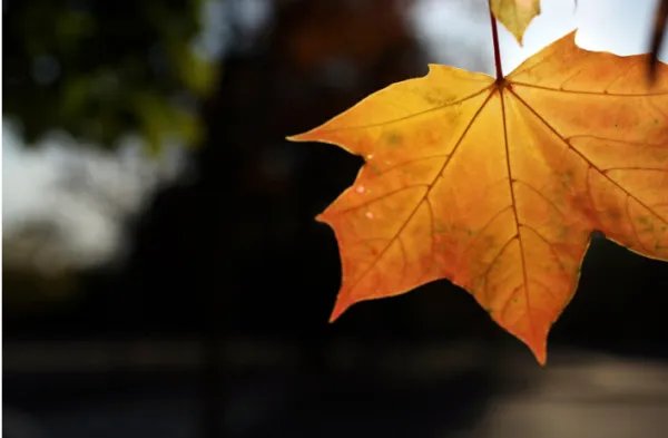 2020年立秋是早秋还是晚秋？