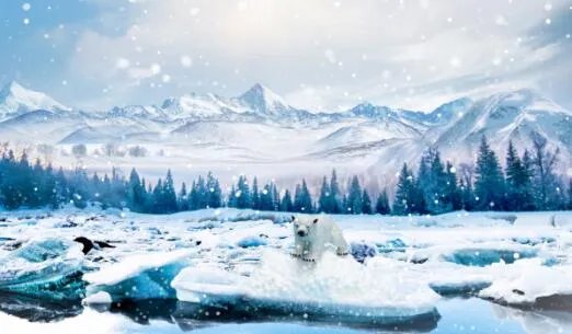 北极熊为什么濒临灭绝 北极熊濒危的原因是什么