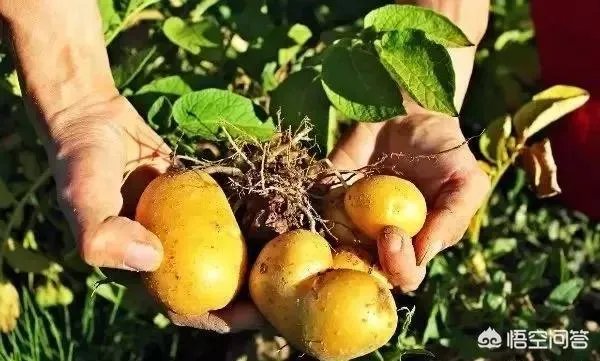 农产品溯源是什么意思？