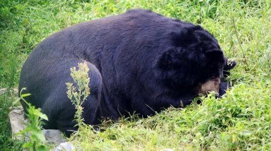 游客讲述野生动物园游览经历，该名游客对熊的印象是什么？