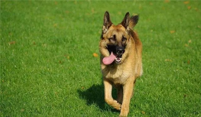 德国牧羊犬幼犬多少钱一只？