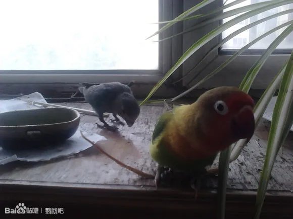 费氏情侣鹦鹉怕人怎么办