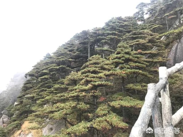 驴友独自登黄山探险，踩空滑落悬崖边, 你怎么看？