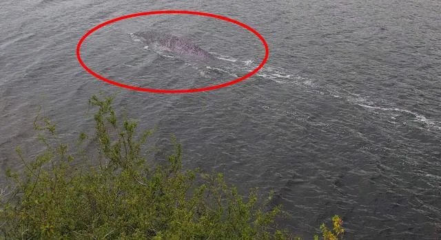 1933年后出现的“尼斯湖水怪”，真相到底是怎样的？