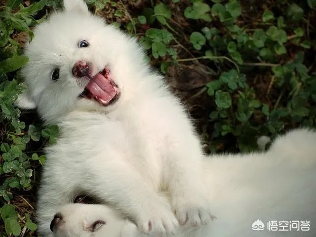 萨摩耶吃什么狗粮好？