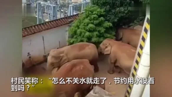 云南象群进村民家拧开水龙头喝水 不关水龙头引热议
