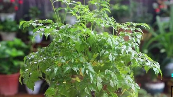 贵州一饭店门口水泥地面长出近3米高“辣椒树”，菜苗的生命力有多旺盛？