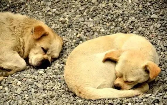 殴打流浪狗的老师和保安被停职，学校里出现流浪狗如何处理