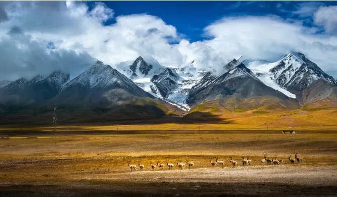 小伙网贷去可可西里捡垃圾，他会遇到哪些危险情况？