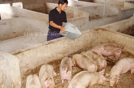 猪饲料的饲料分类