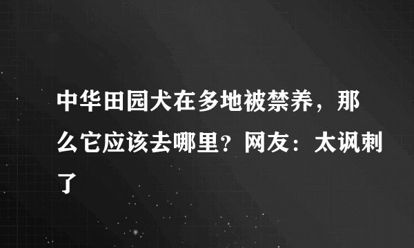 中华田园犬在多地被禁养，那么它应该去哪里？网友：太讽刺了