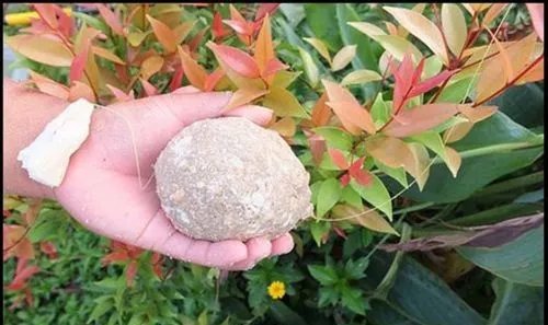 怎么钓暹罗鲤鱼