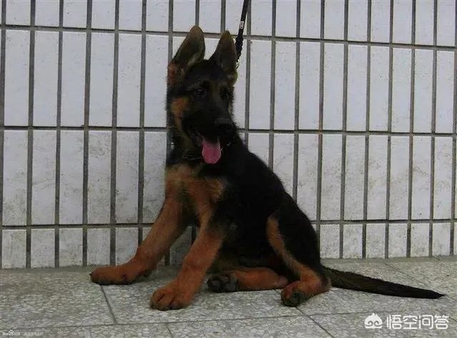 德国牧羊犬幼犬多少钱一只？