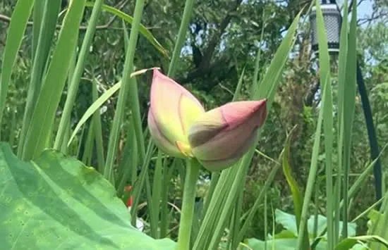 西溪湿地并蒂莲开花一天就被折 并蒂莲的名字的来源及花语是什么