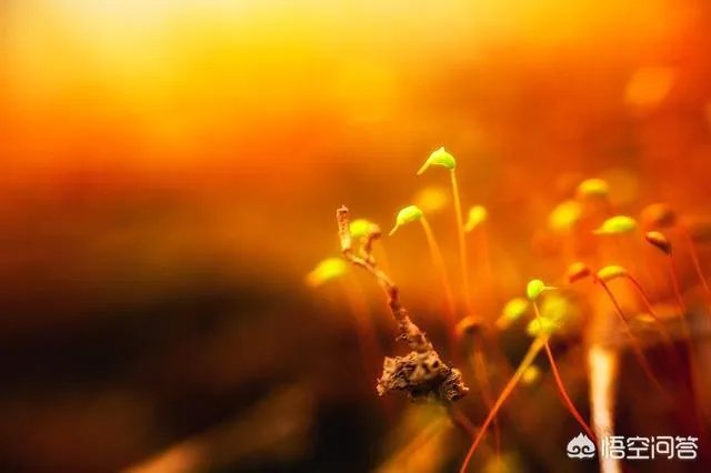 上联：晴空朗月惊雷，下联怎么对？