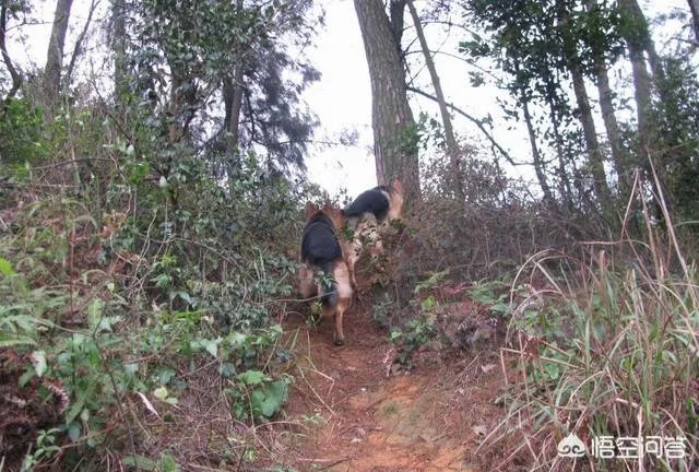 狗真的会在危险时刻保护人吗？