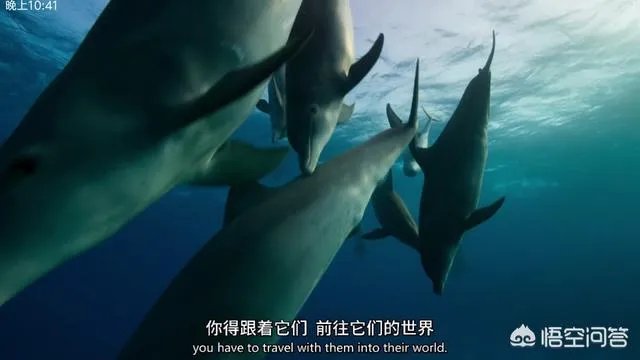 《蓝色星球第二季》里海豚游泳是不是类似于裸眼3d？
