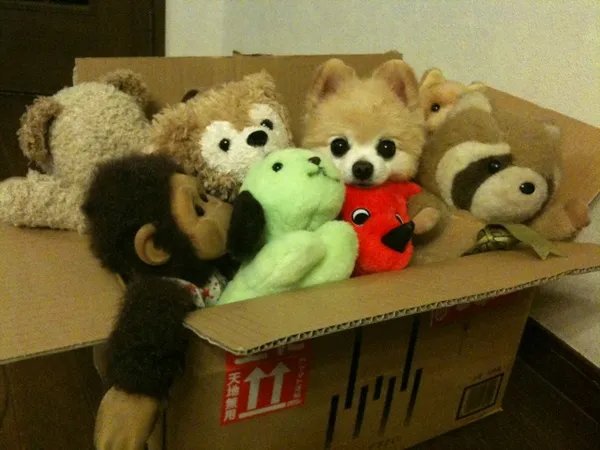 俊介君是什么品种