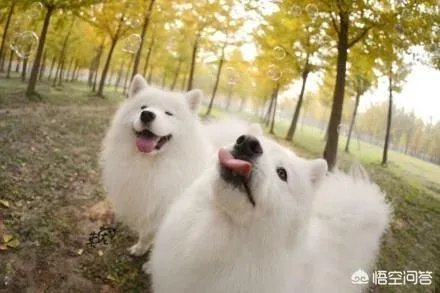 萨摩耶吃什么狗粮好？