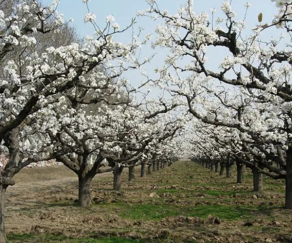 407岁梨树被烧空心仍能结果，会不会对梨树进行抢救？