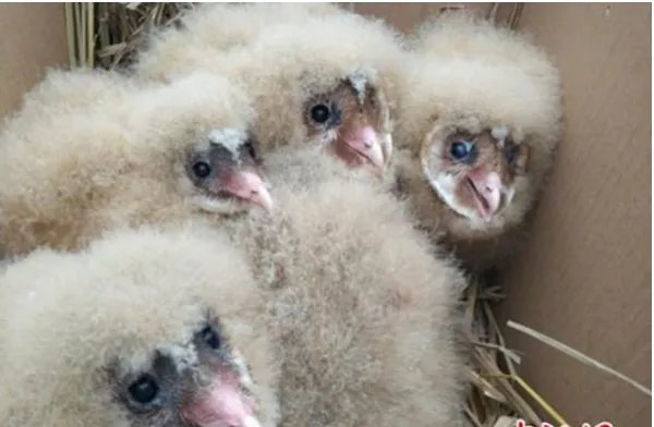 村民捡到5只小萌物为什么又放回原处了？