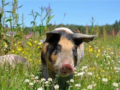 属蛇的人属相婚配表 属蛇男与什么属相适合结婚