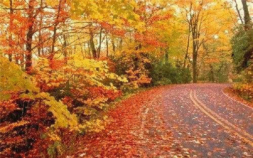 白果树长什么样 白果树繁殖方式有哪些