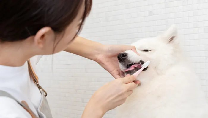 德牧如何训练 德牧如何训练啊