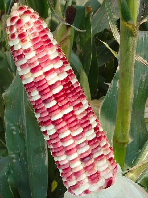 今年甜玉米价格怎么样？