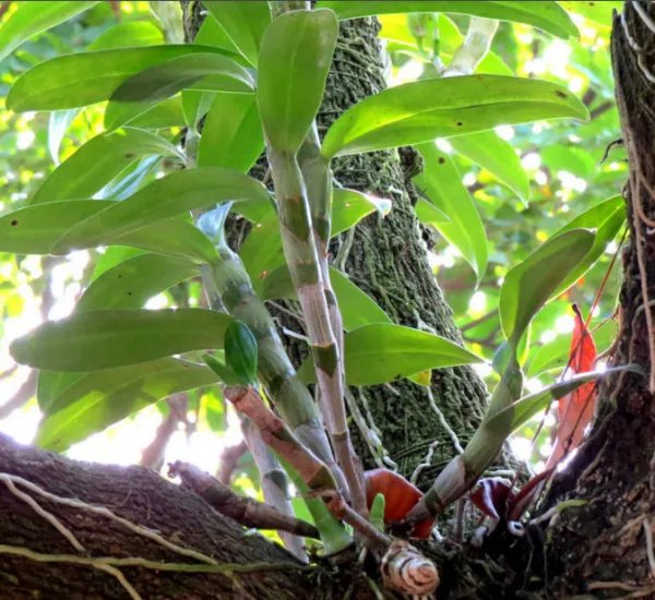 石斛有多少种类