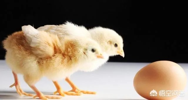 小鸡开口药有什么作用？